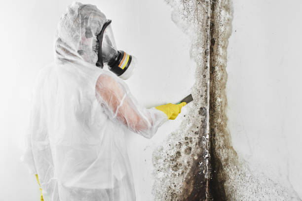 Best Mold Odor Removal Services  in Yorklyn, PA